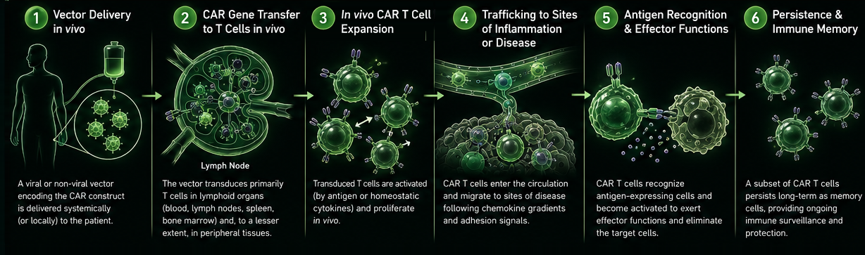 High-detail six-step in vivo CAR T-cell therapy process